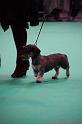 Crufts2011_2 1611